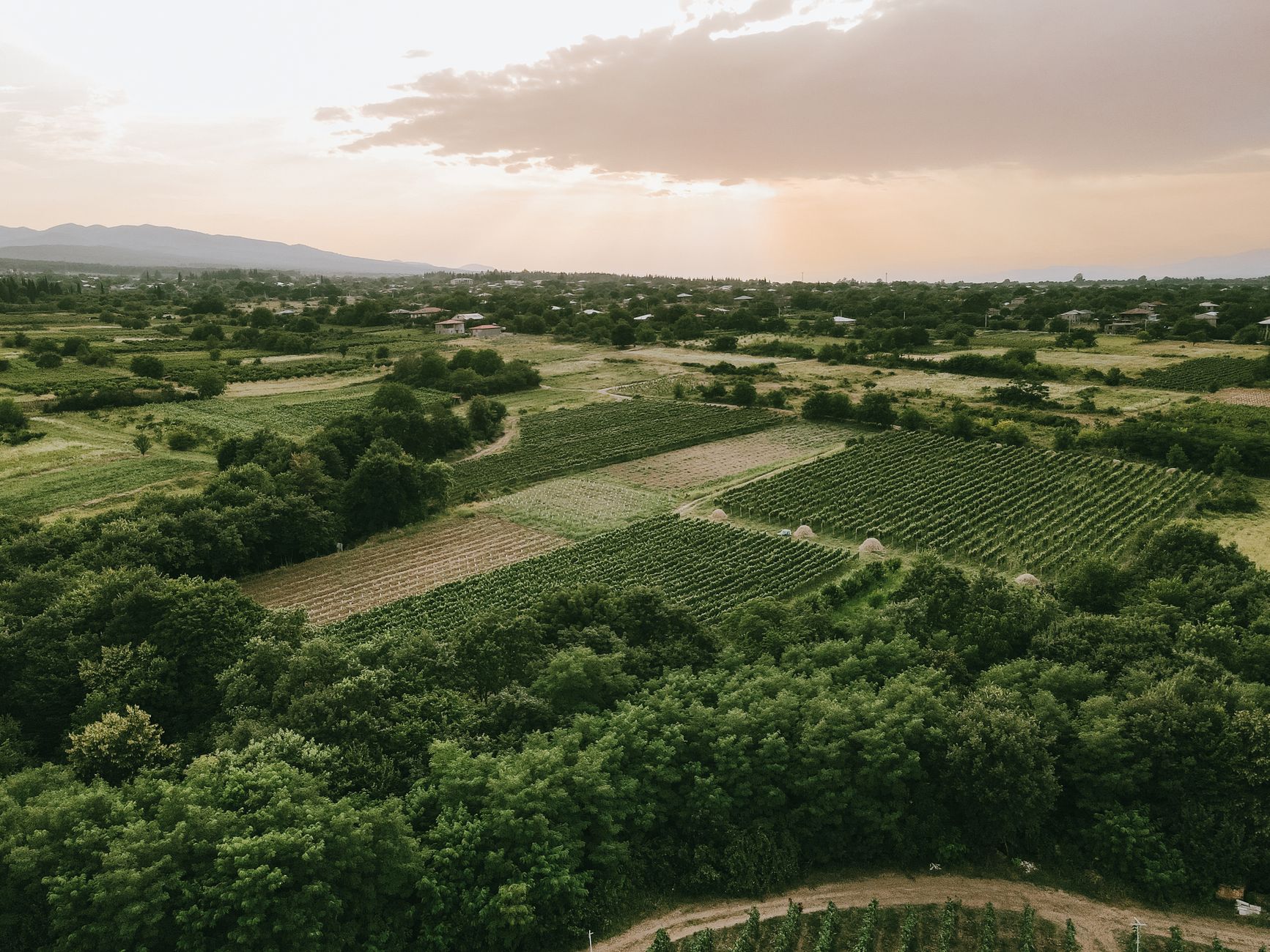 Georgia peanut and cotton farmland at golden hour