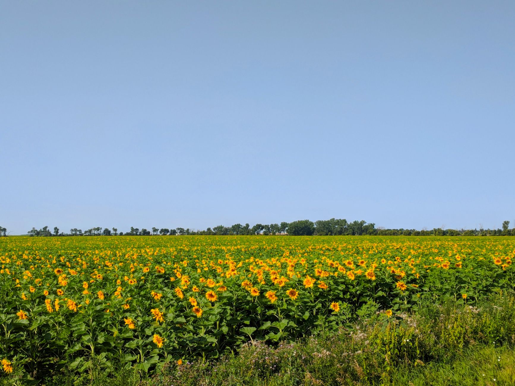 Rural North Dakota grassland enrolled in a federal conservation program, at golden hour.