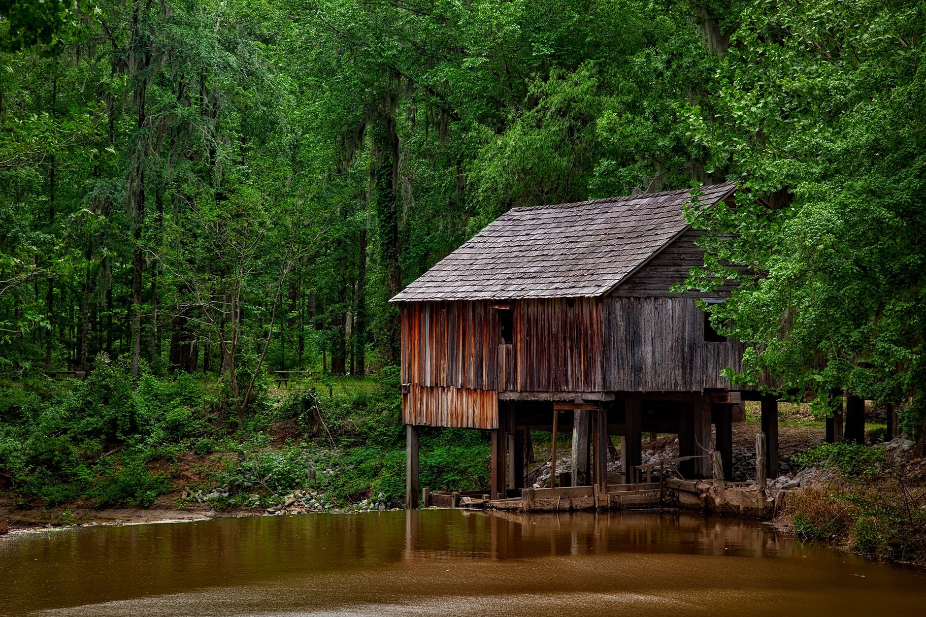 Rural Alabama timberland and pine forest, Wiregrass region.