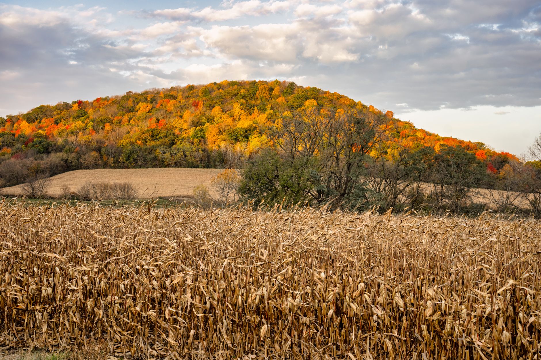 Wisconsin farmland and pasture near a dairy operation, golden-hour light, rural landscape.