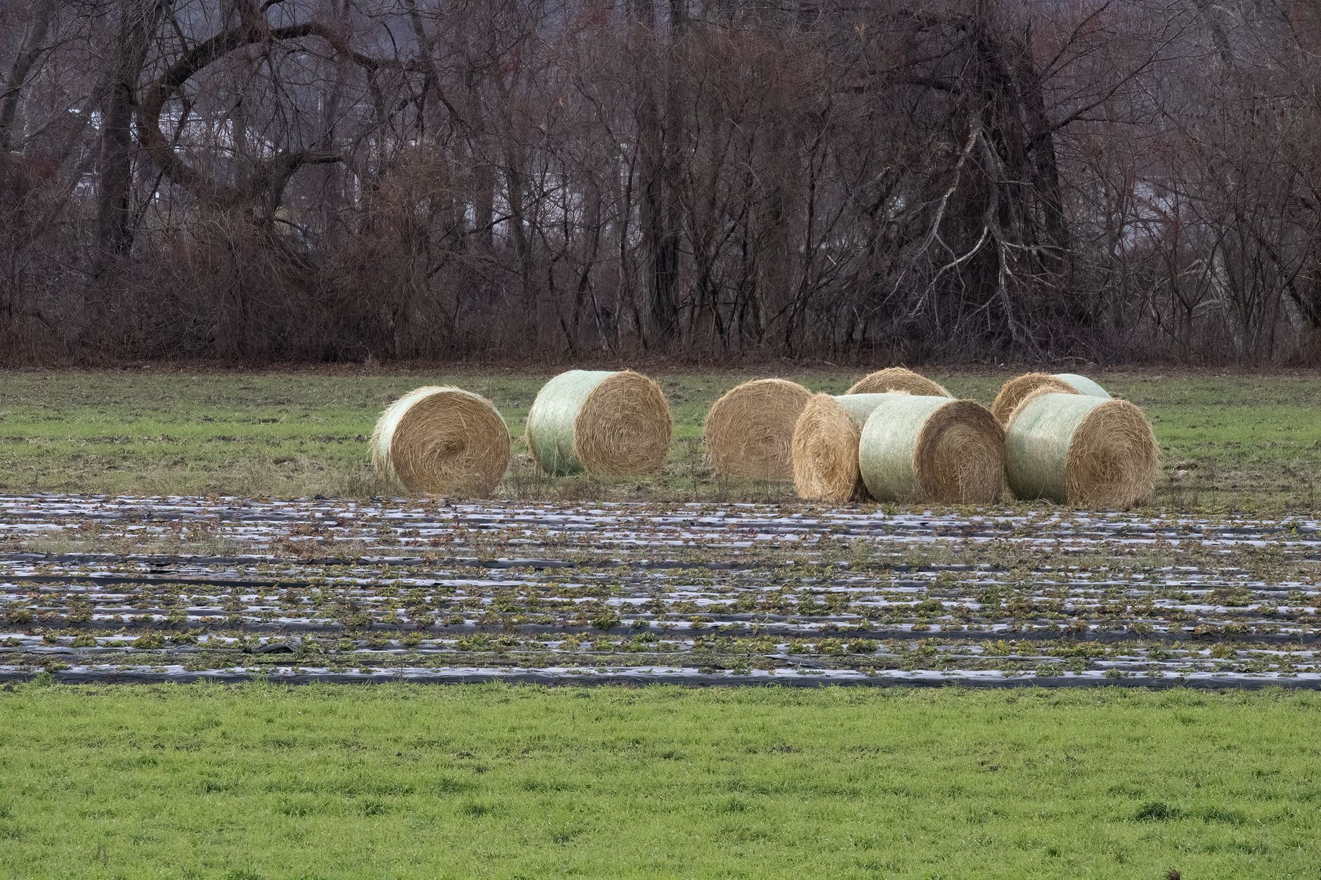 Rural Massachusetts farmland and pasture at golden hour.