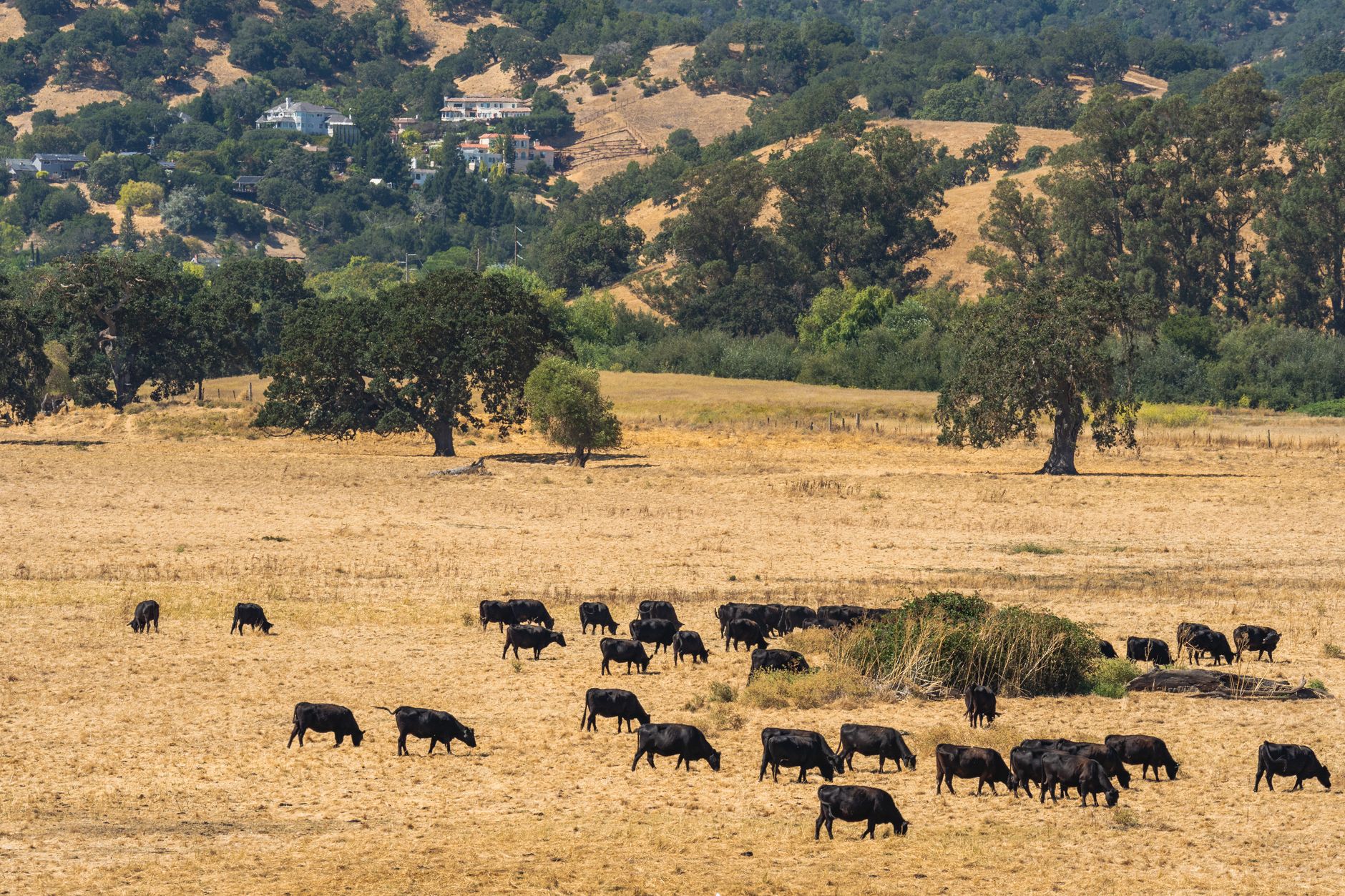 Rural Northern California acreage near the Smith River, representative of Del Norte County rangeland and timberland.