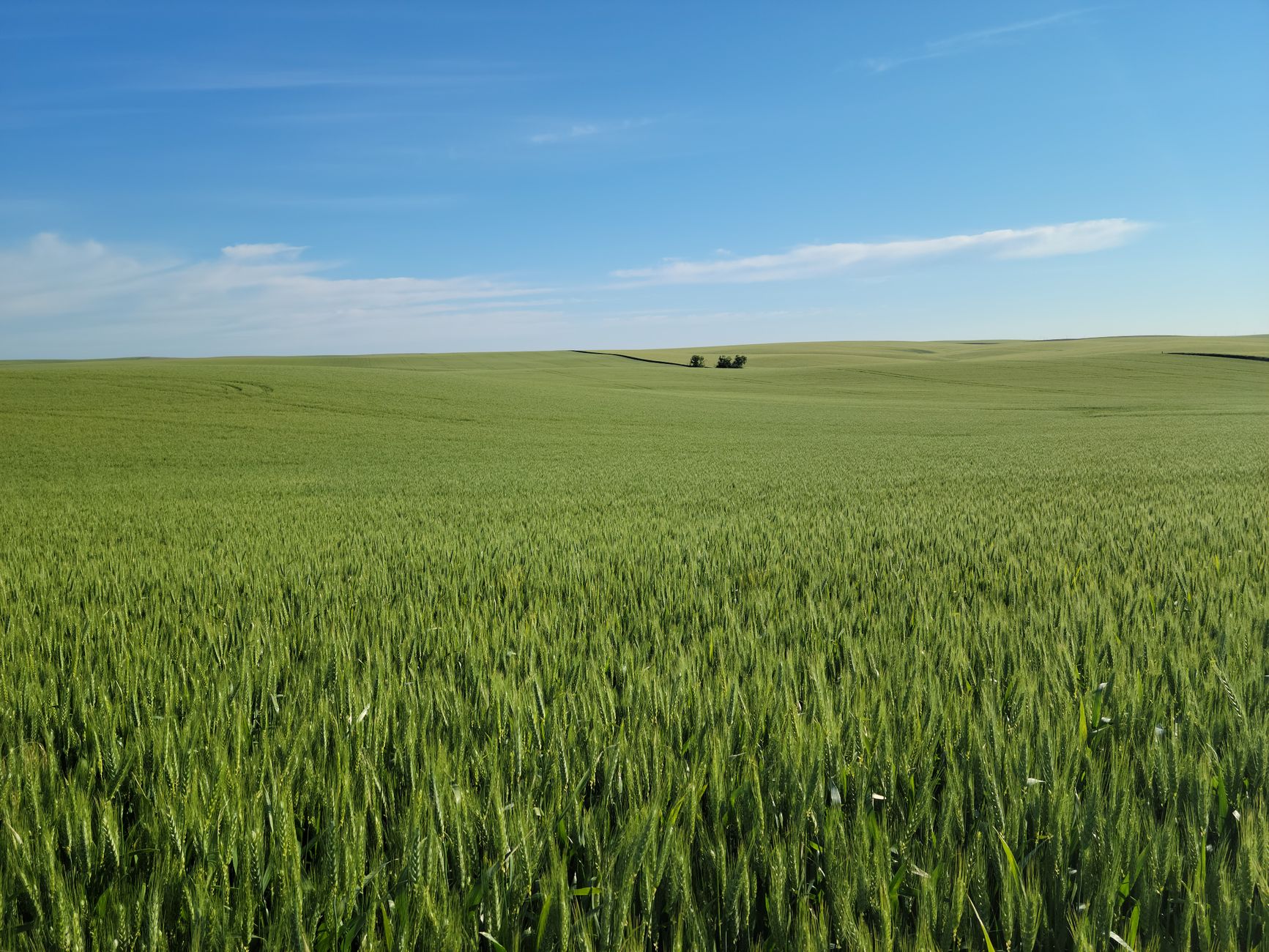 Rural Oregon farmland and rangeland, golden hour, representative of land for sale in Oregon.