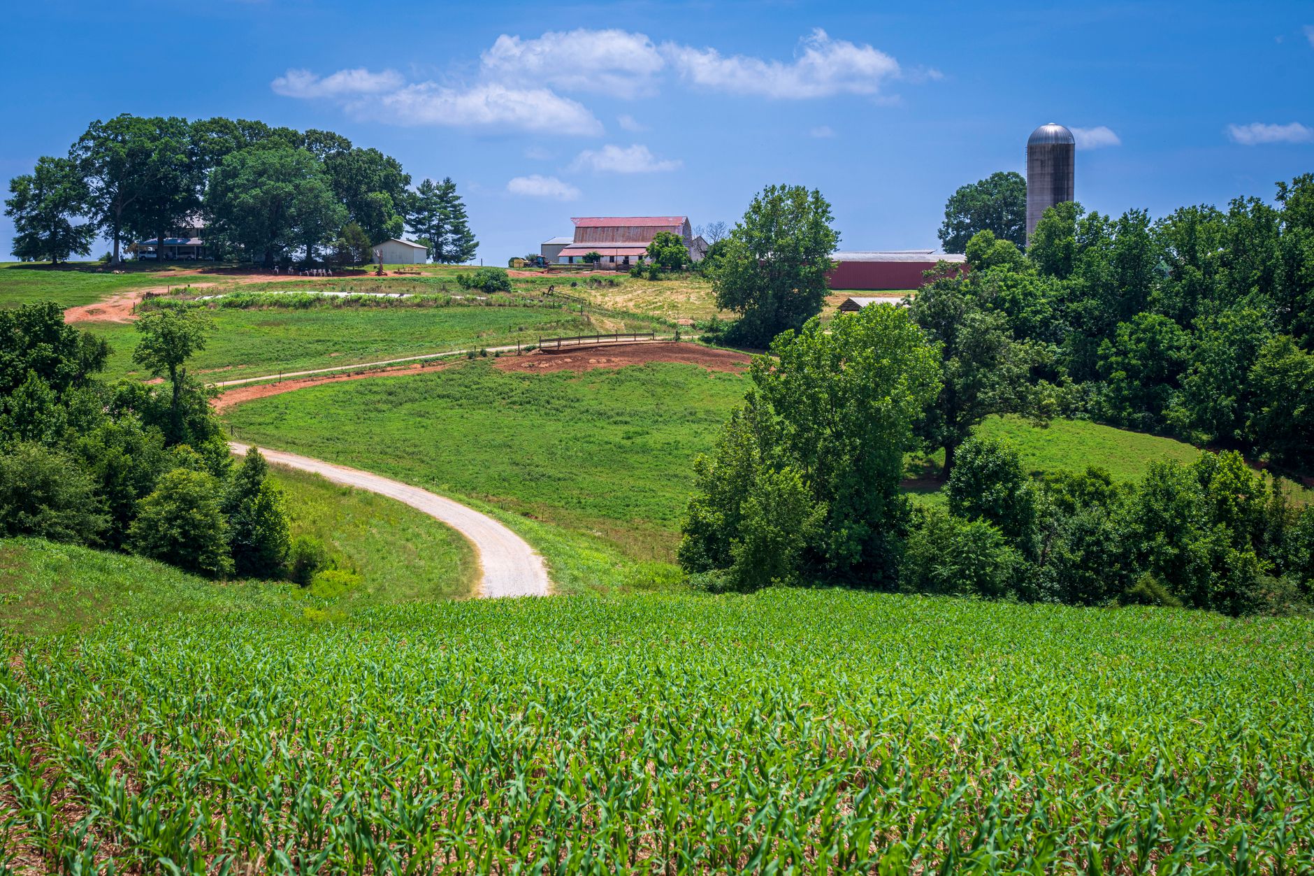 South Carolina Pee Dee region row-crop farmland.